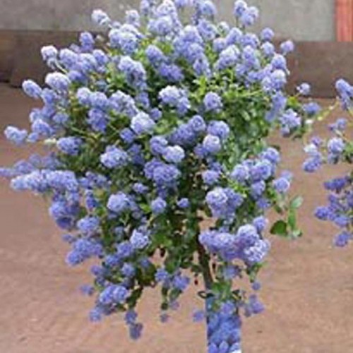 Ceanothus impressus Victoria Blue Blossom Tree | ScotPlants Direct